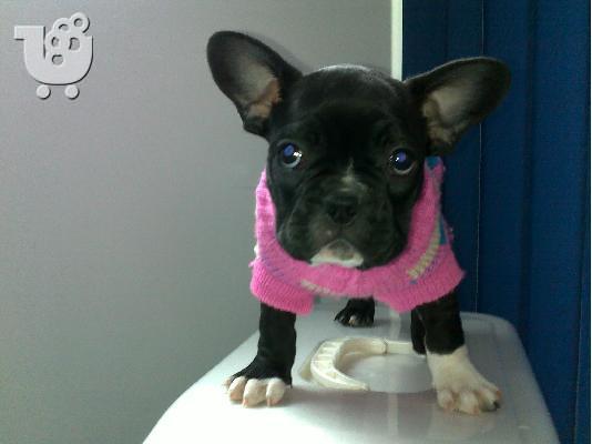 PoulaTo: Γαλλικο μπουλντογκ – 400 euro